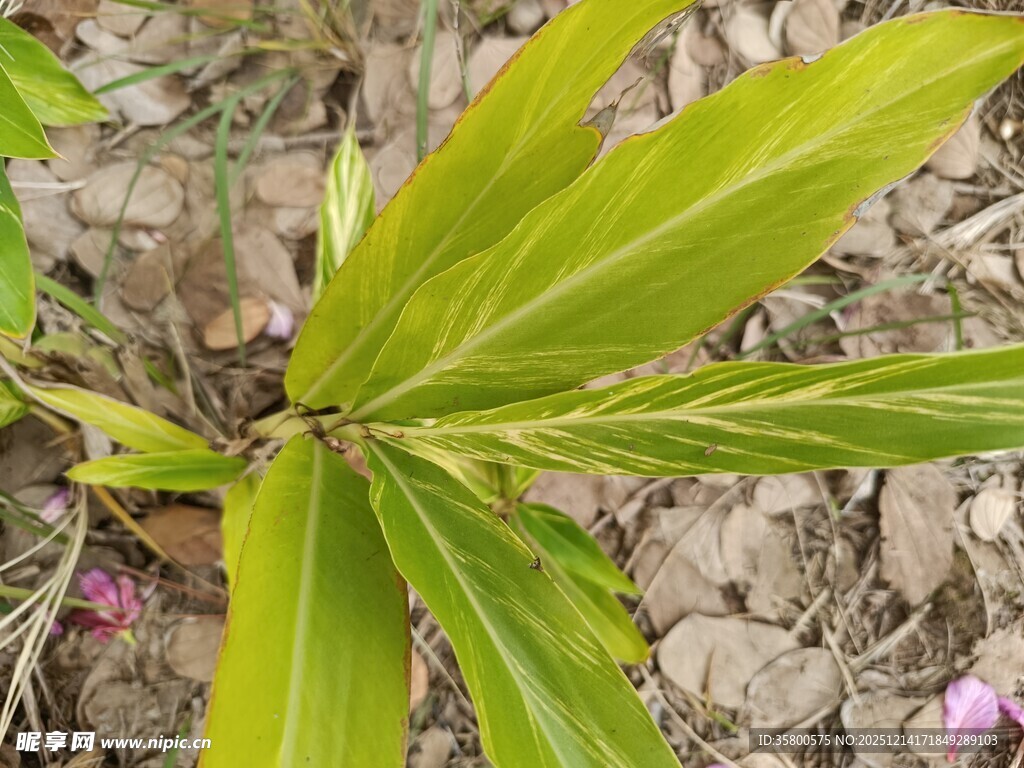 翠绿叶片的植物特写