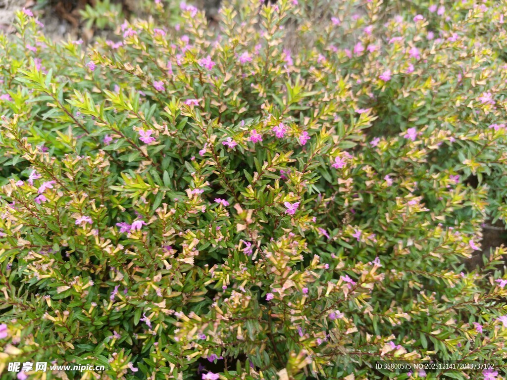 繁茂花丛中的紫色小花