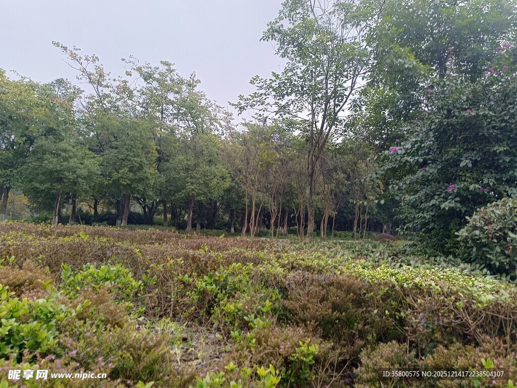 野外繁茂树林与草地景观