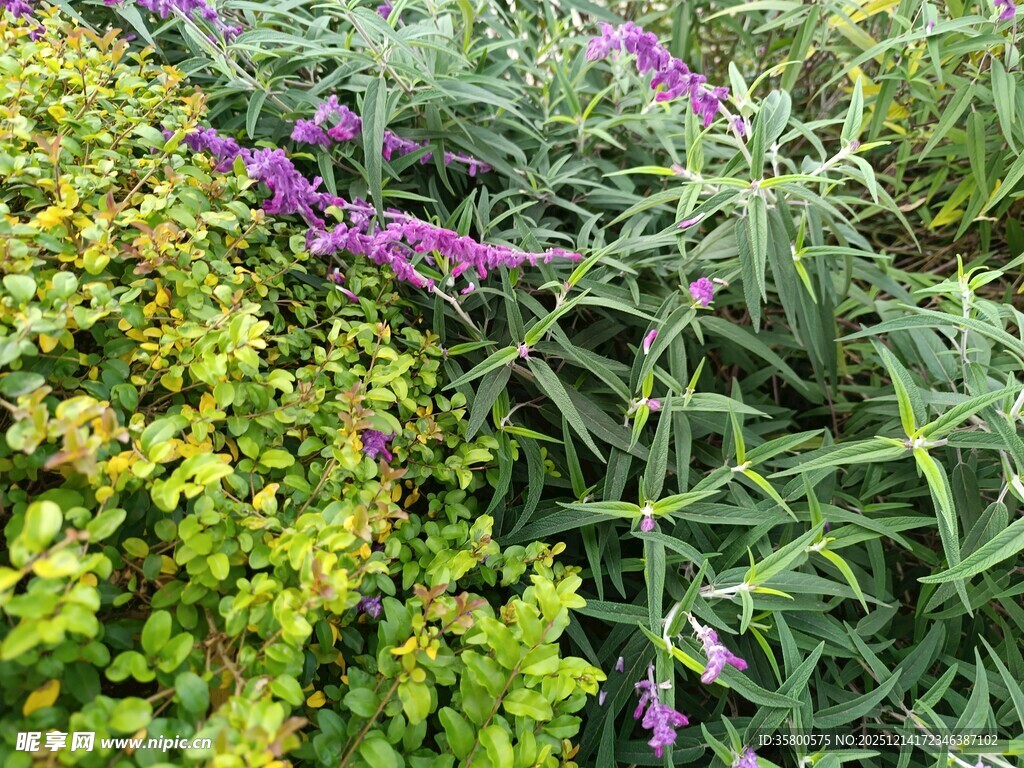 多彩花卉绿植景观