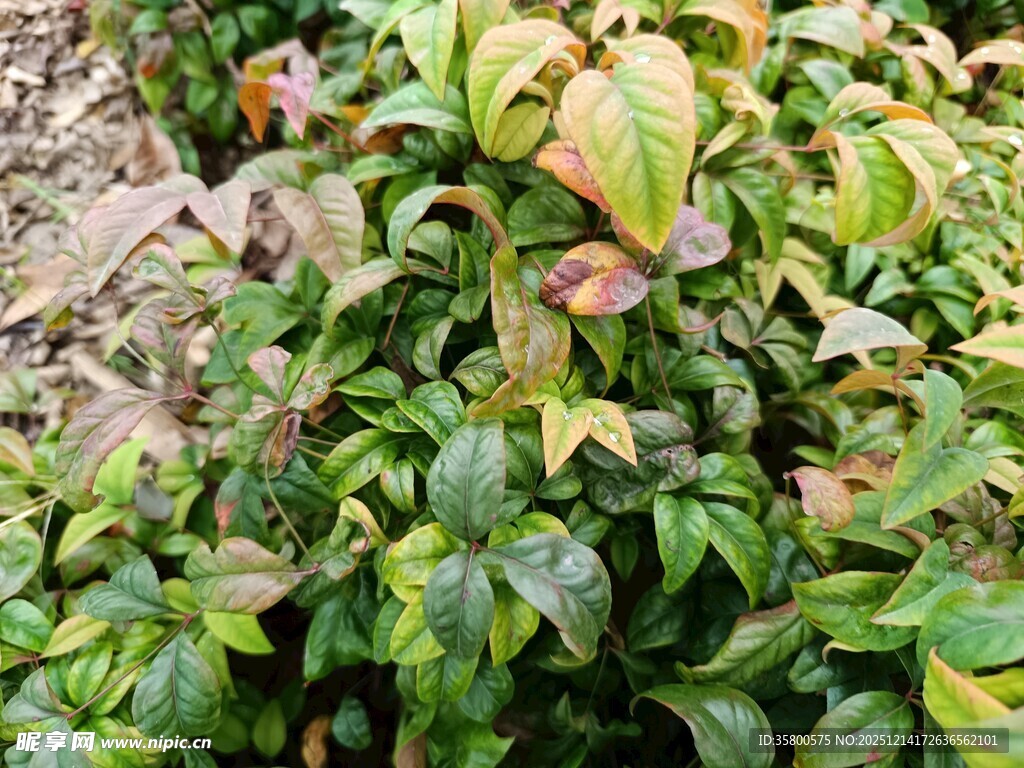 多彩叶片的植物景观
