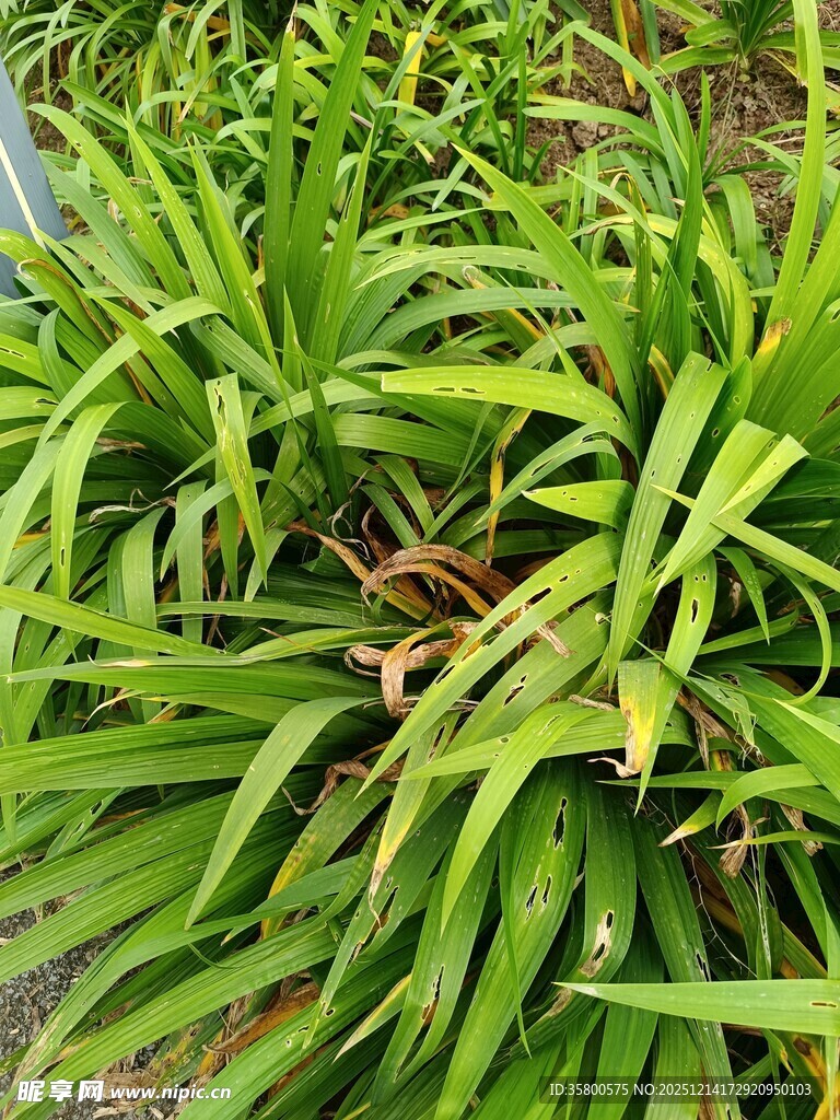 翠绿繁茂的丛生绿植