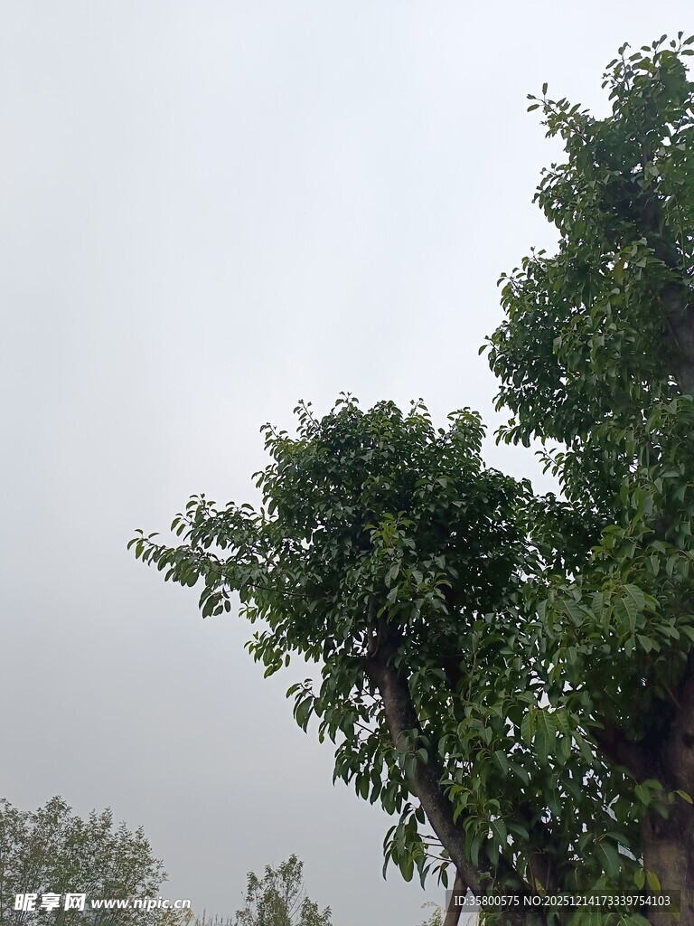 雨中葱郁树木