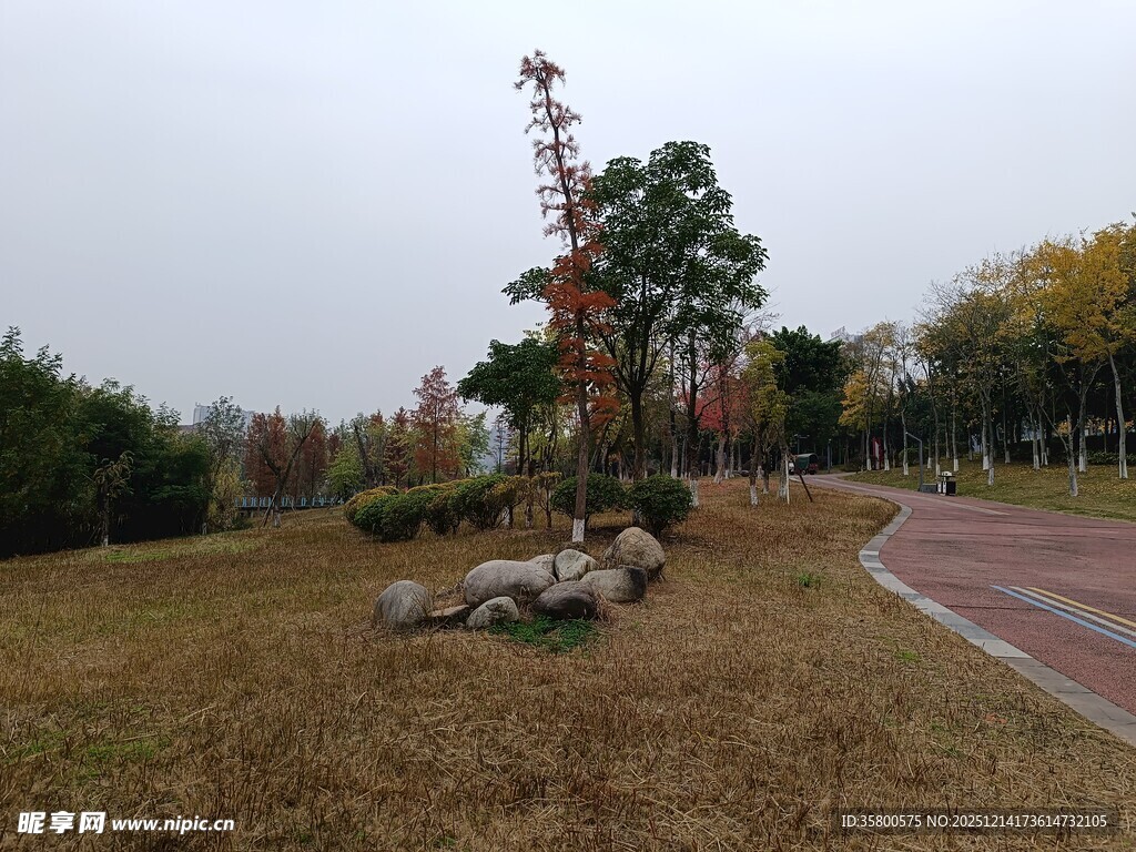 秋日公园草地与树木景观