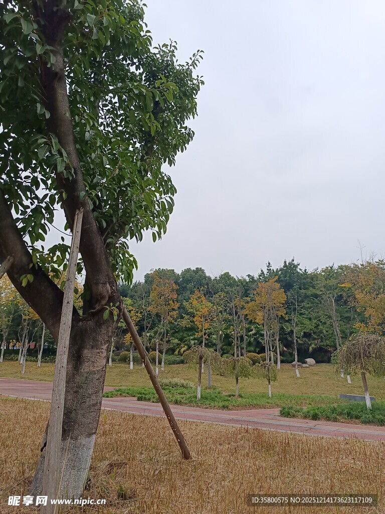 乡村路旁绿树与开阔景致