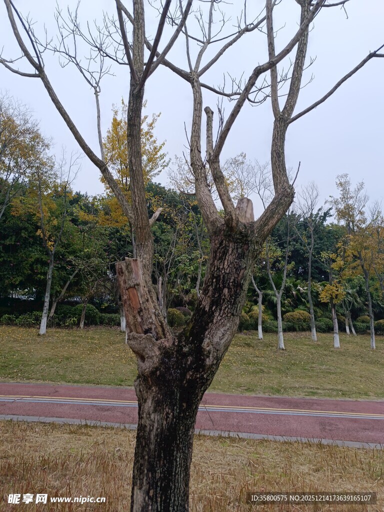 冬日路旁光秃树木景象