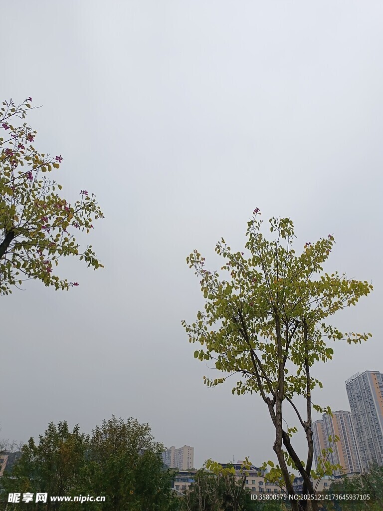 城市中挺拔的绿树