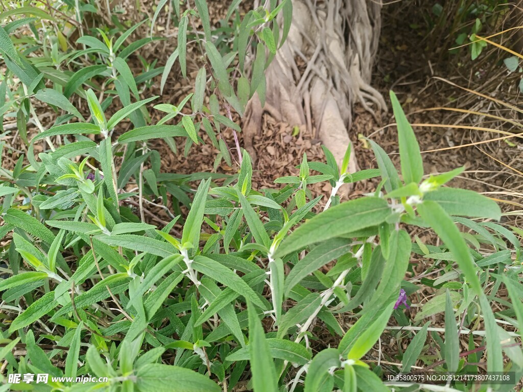 绿叶繁茂的植物景象