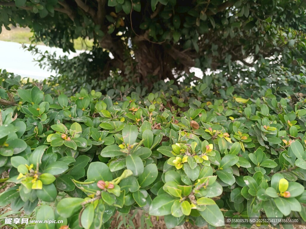 绿叶黄花簇拥的繁茂植物