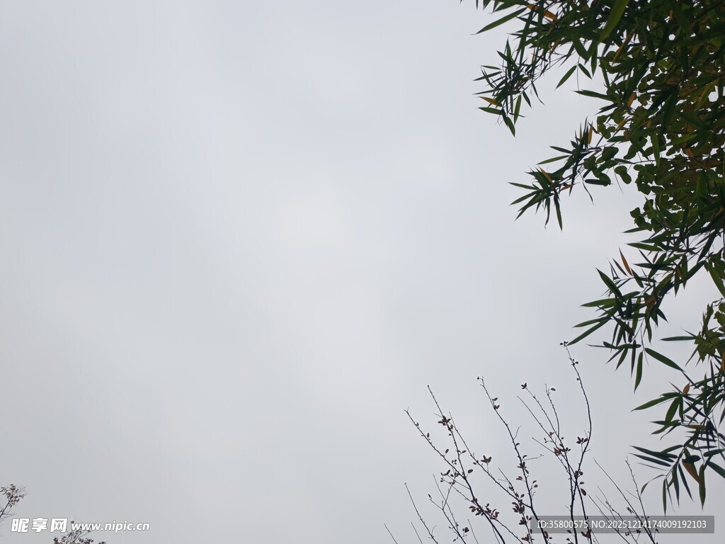 天空下的枝叶景象