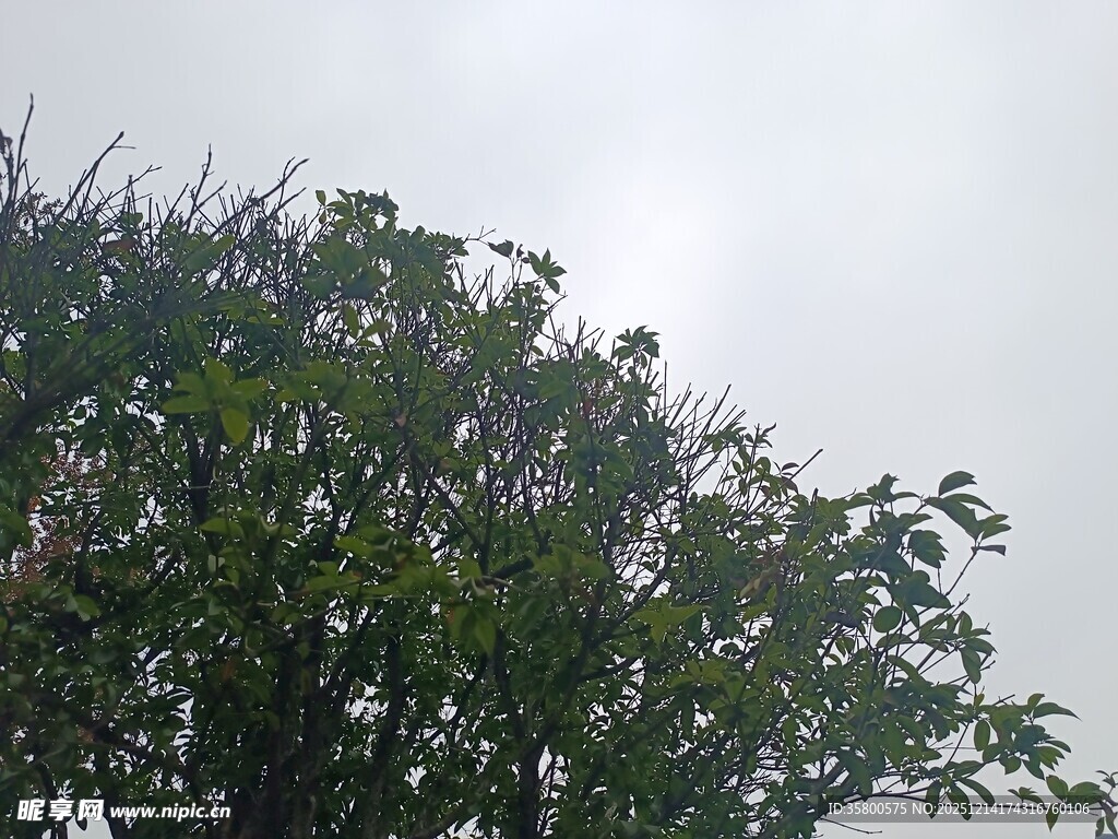 枝头绿叶映灰白天空