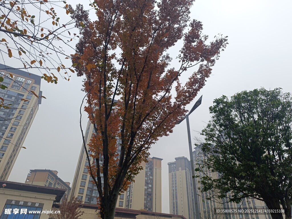 城市中红叶点缀的树木