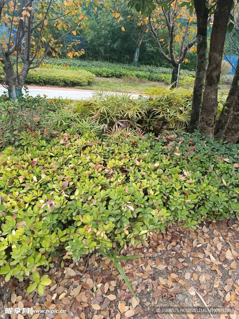 秋日林间繁茂绿植景观