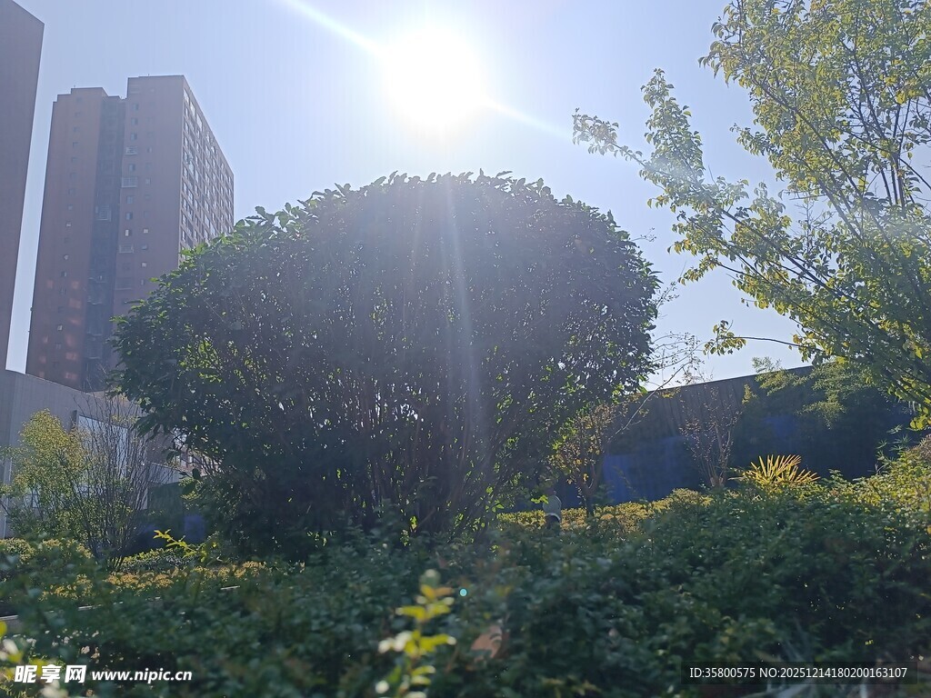 城市中阳光照耀下的绿植