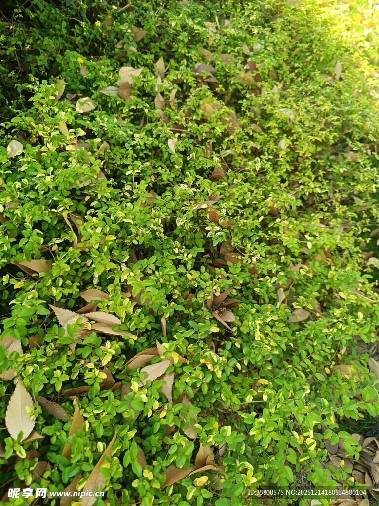 翠绿繁茂的低矮植物丛