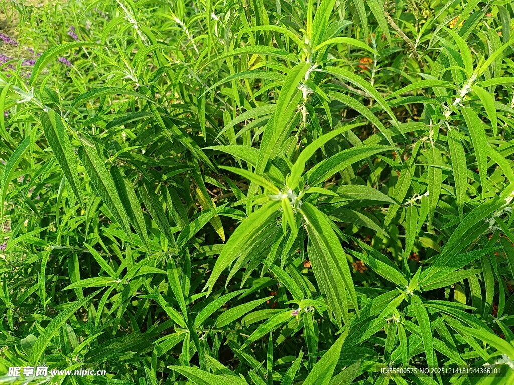 翠绿繁茂的野生植物
