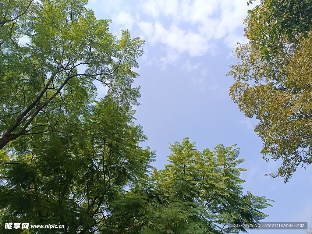 仰望葱郁树木与蓝天