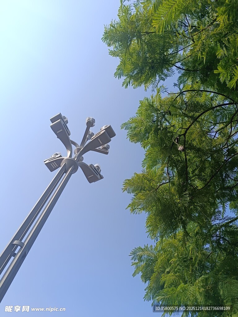 高耸路灯与葱郁绿树相映