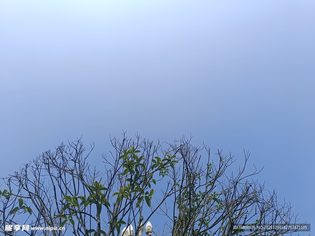 蓝天映衬下的光秃树枝