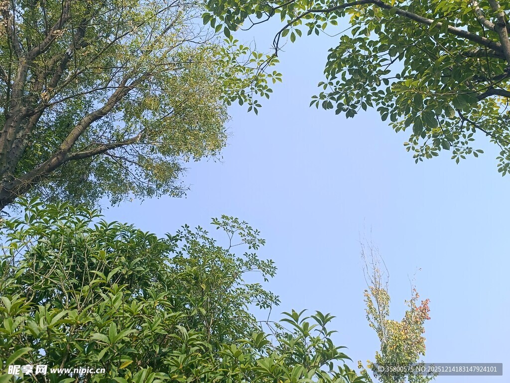 仰视绿树蓝天美景