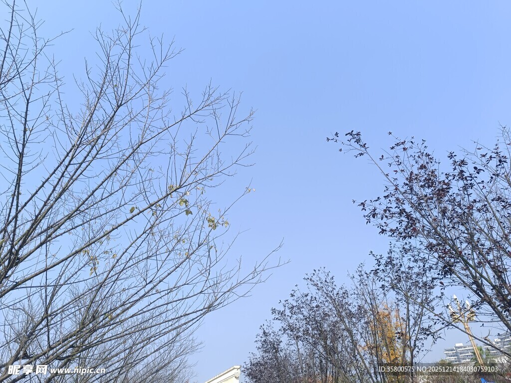 冬日光秃树木与晴朗天空