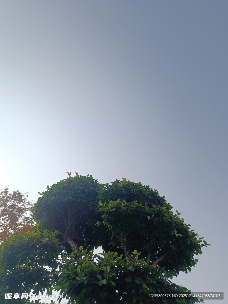 阳光下的葱郁树冠