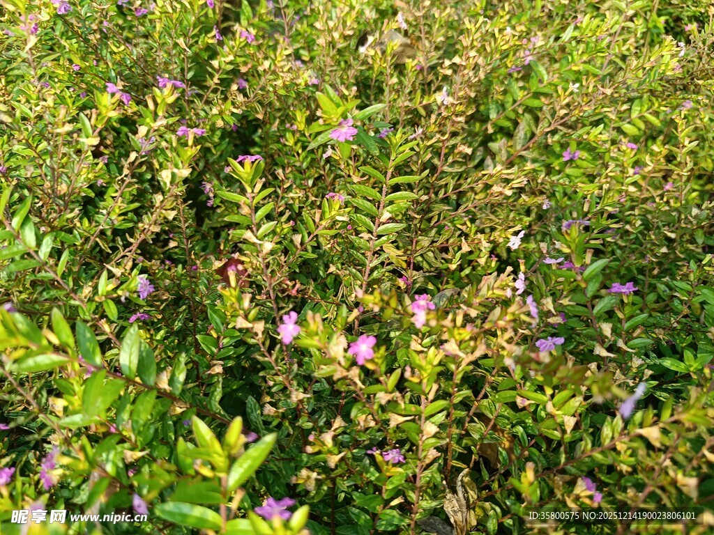 绿叶丛中绽放的紫色小花