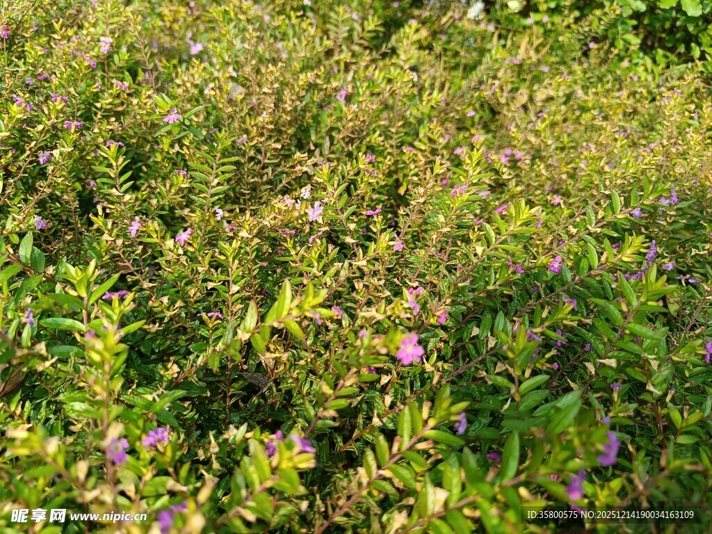 繁茂花丛中的紫色小花