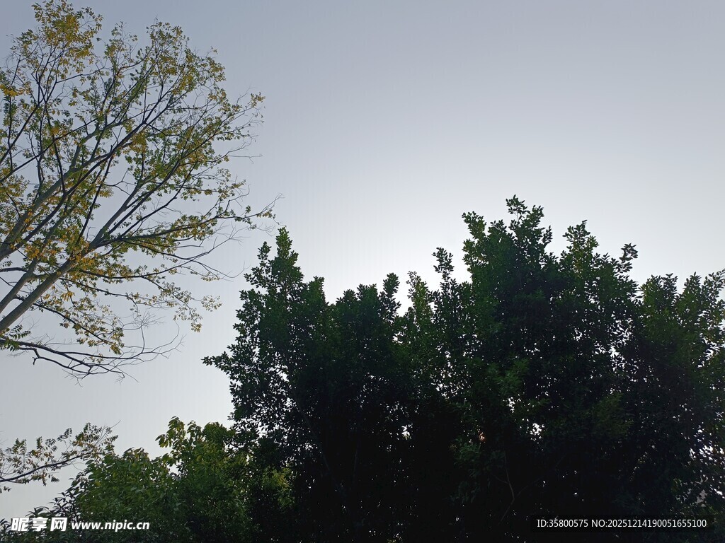 树梢间的天空景色