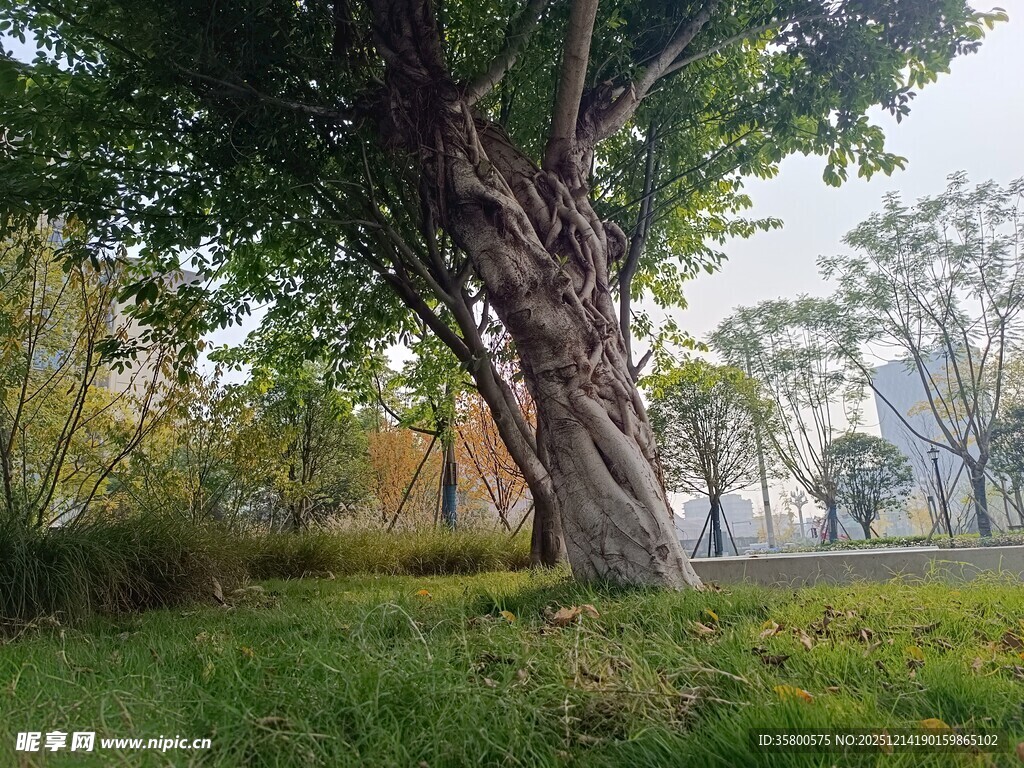 公园中粗壮盘绕的大树