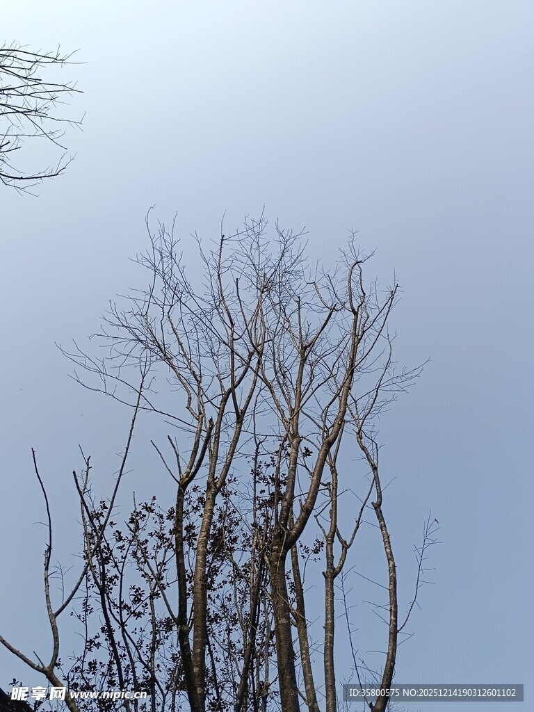 冬日枯树景象
