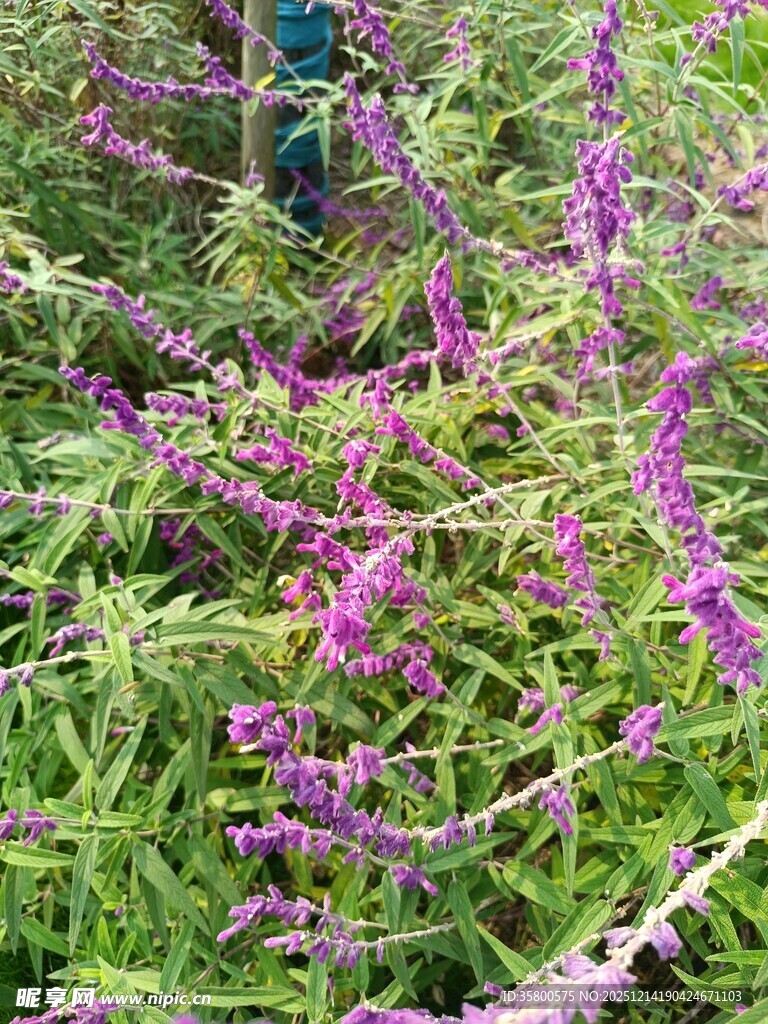 紫色花卉与绿叶交织景观