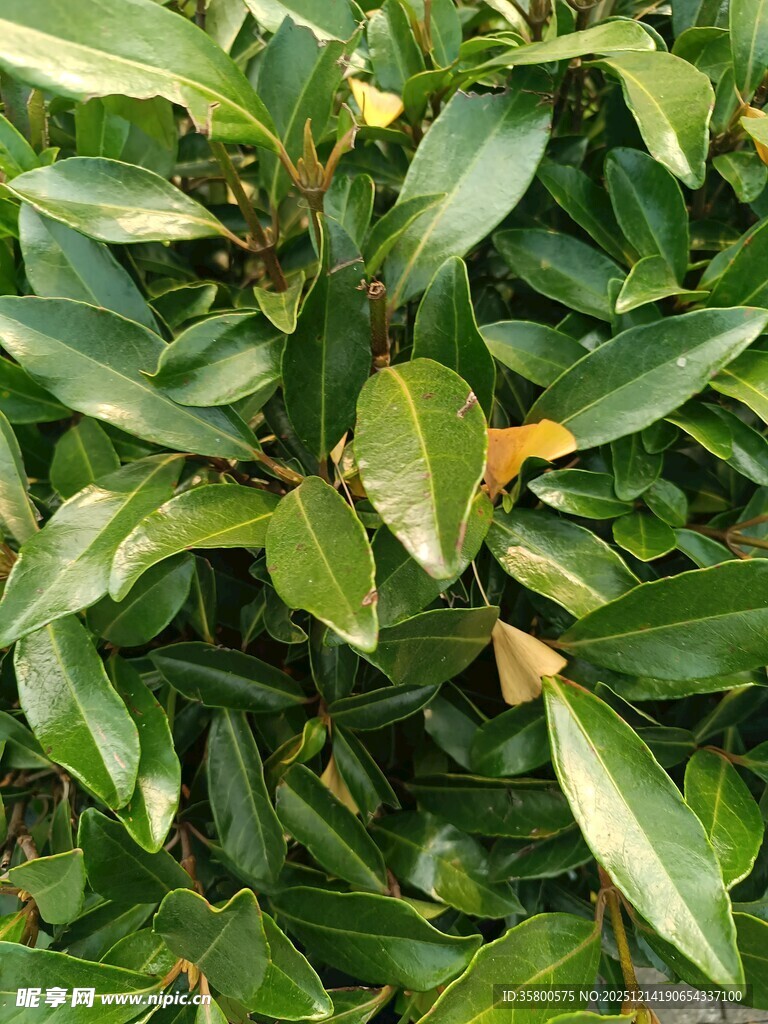 翠绿叶片植物特写