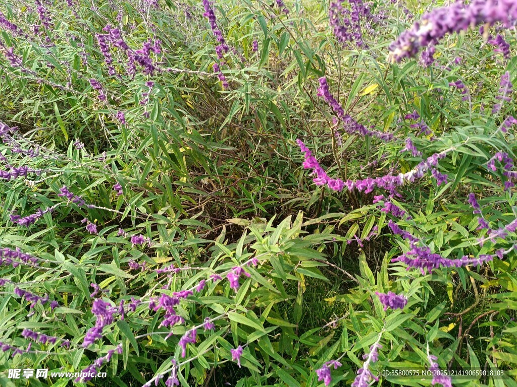 紫色花丛中的美丽植物