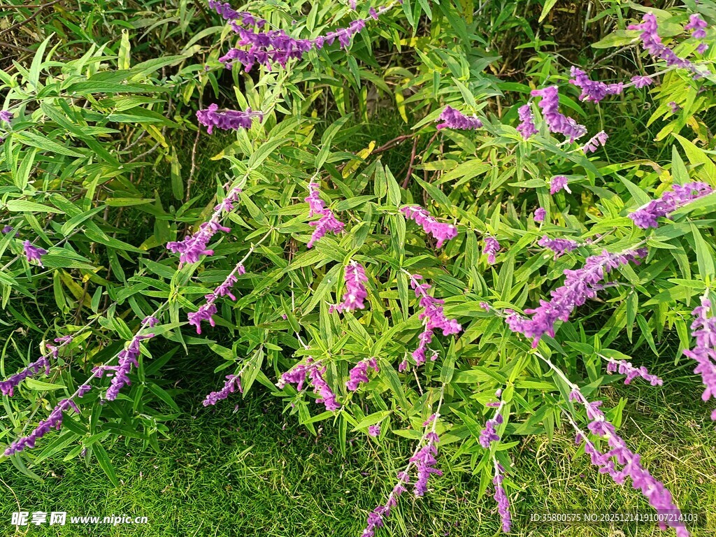 紫色花卉绽放于绿叶间