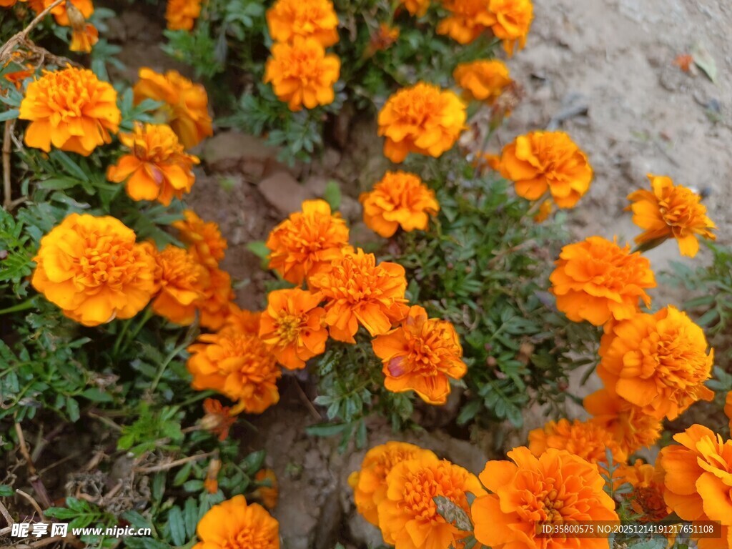 橙色万寿菊绽放的美丽