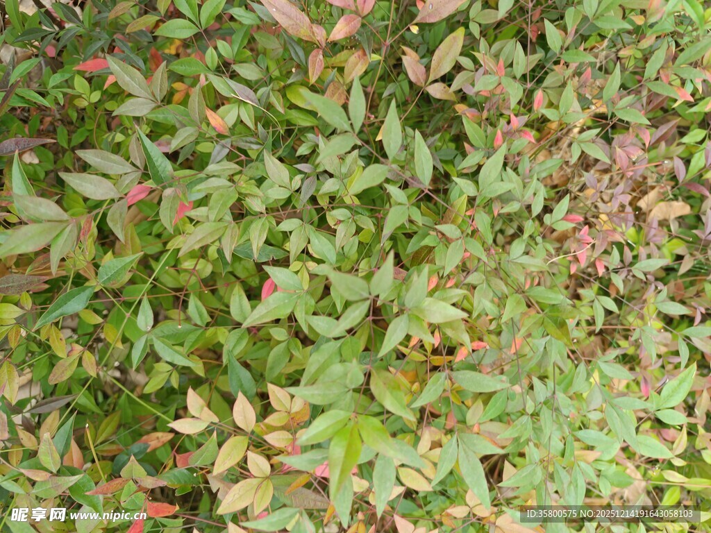 地面上的繁茂绿植