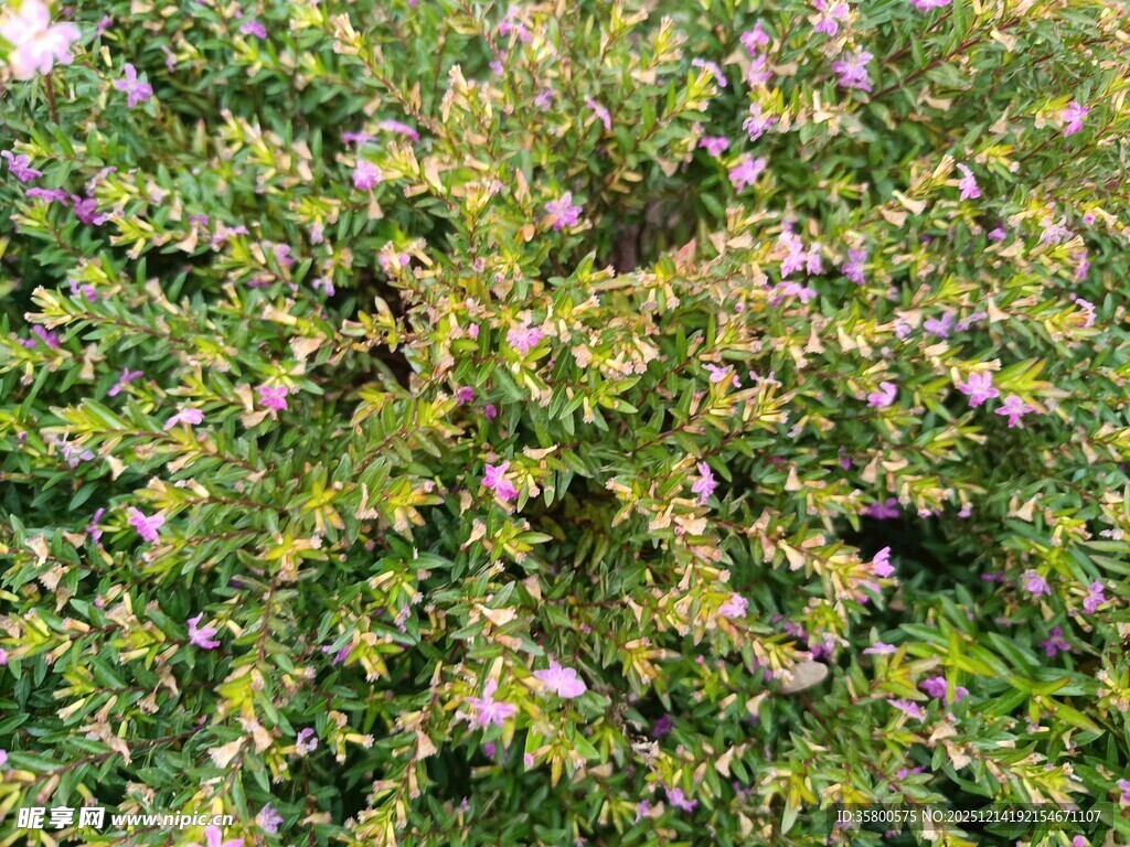繁茂花丛绽放紫色小花