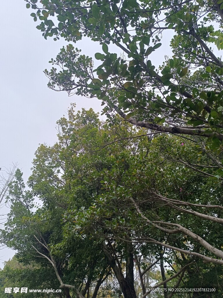 茂密树林中的繁茂树冠