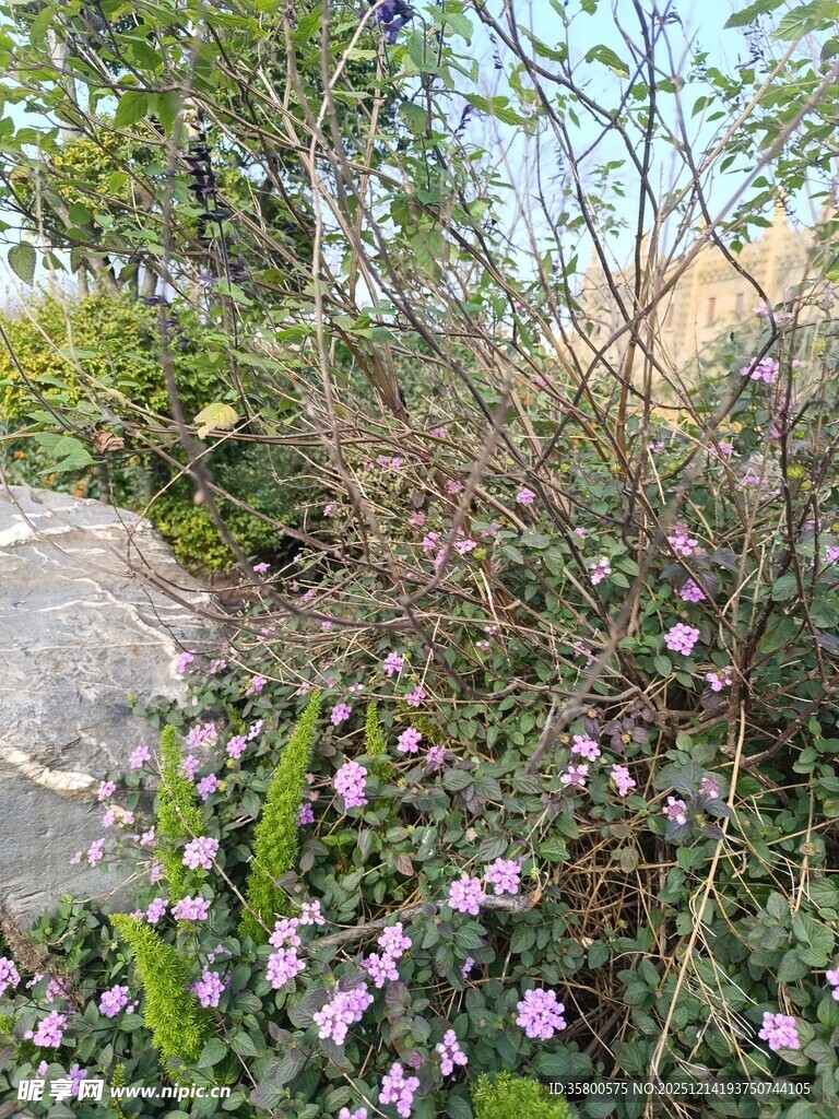 石边绽放的粉色小花