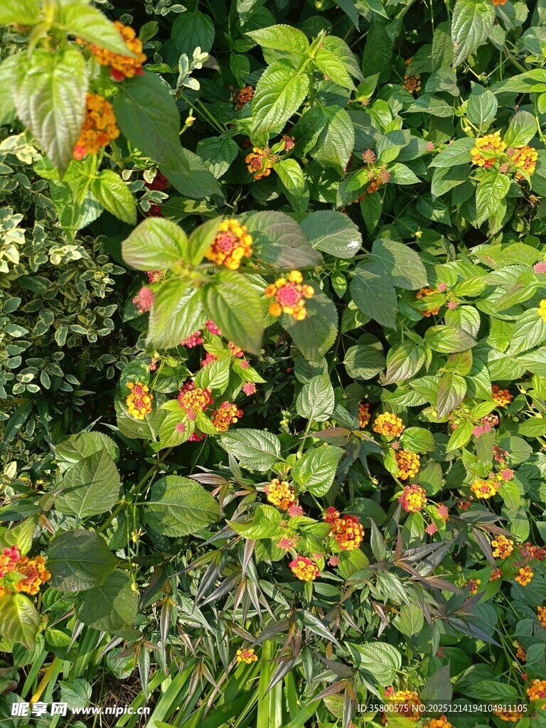 绿叶间的橙色小花绽放