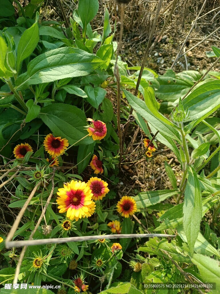 草丛中的多彩花朵