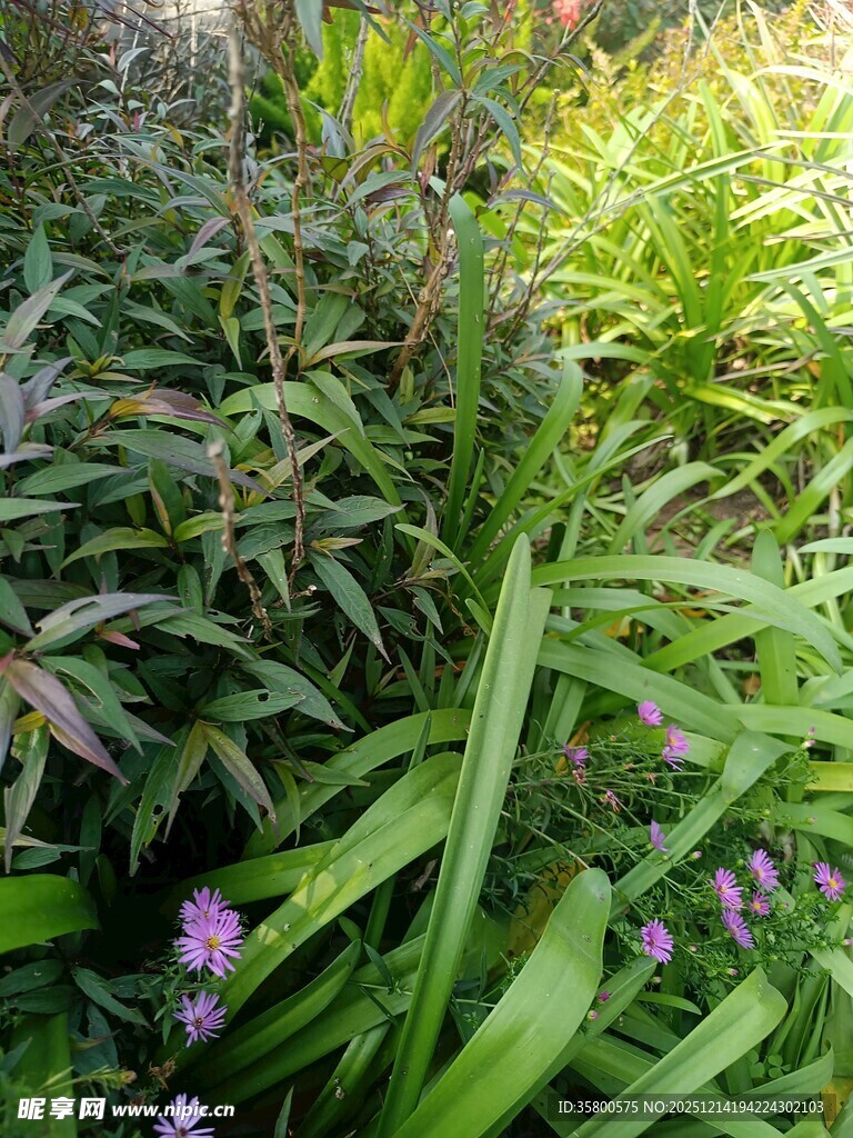 繁茂绿植中的紫色小花