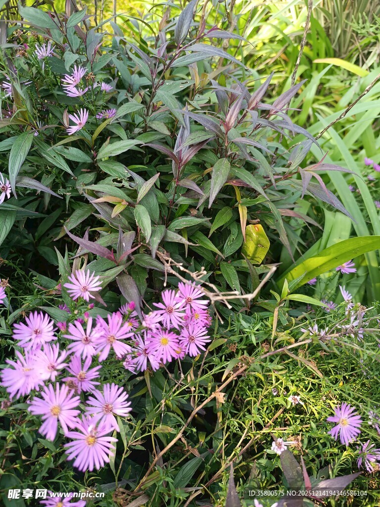 紫色小花绽放于绿植间