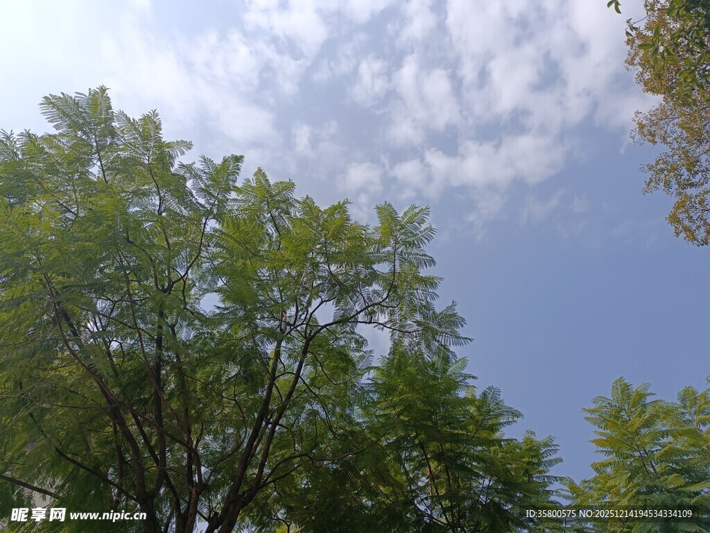 仰视绿树蓝天美景