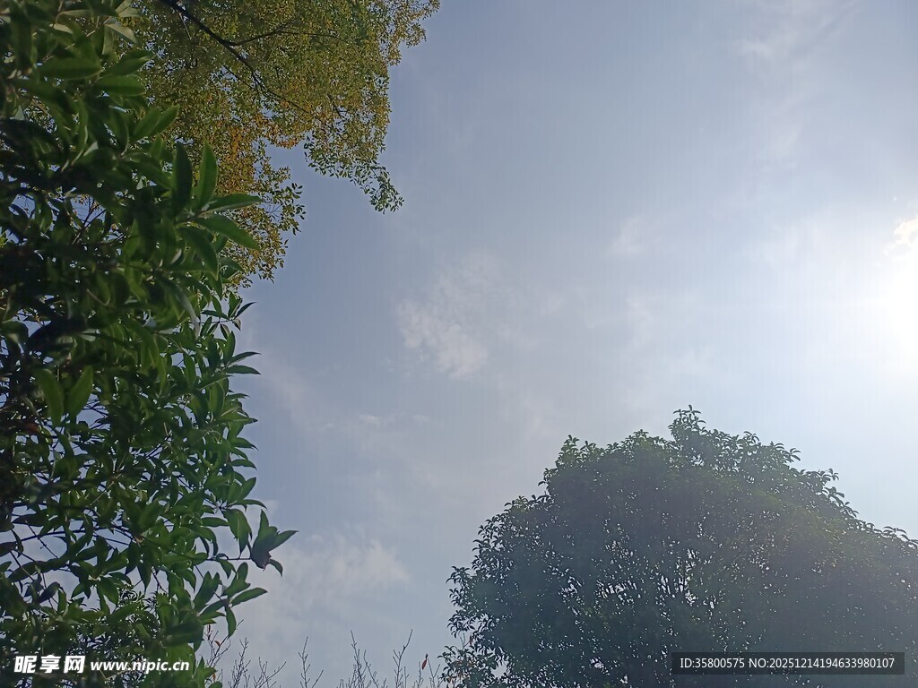 仰视阳光下的绿树蓝天