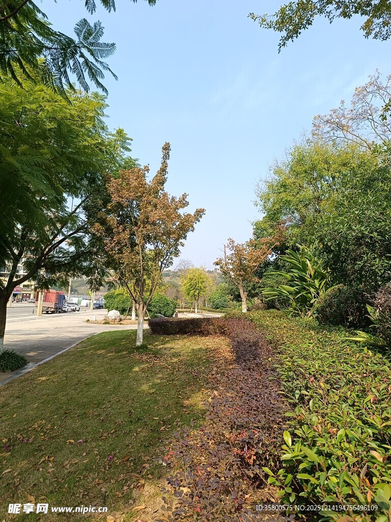 城市街边绿意盎然的景致