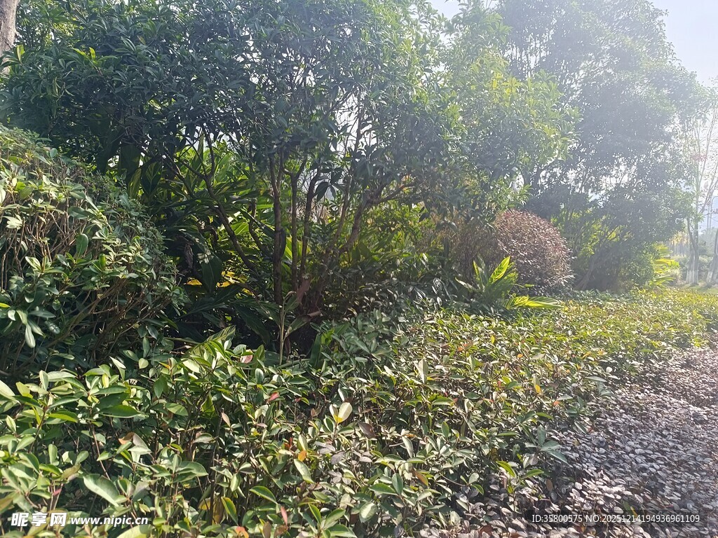 林间绿意盎然的自然景致