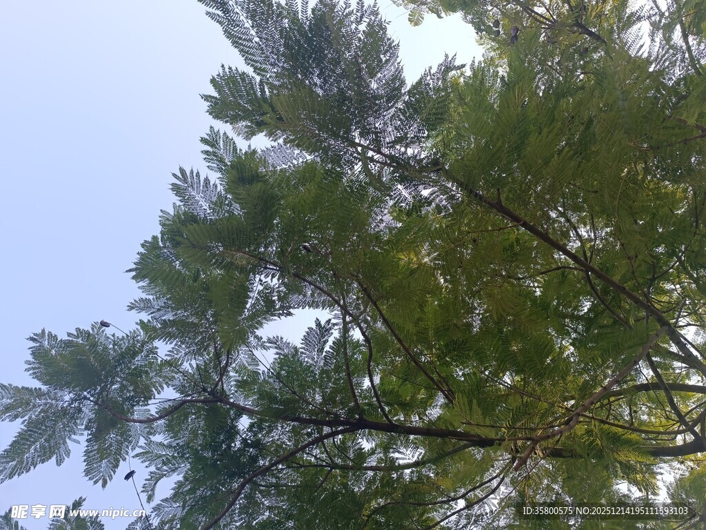 仰视翠绿松树树冠