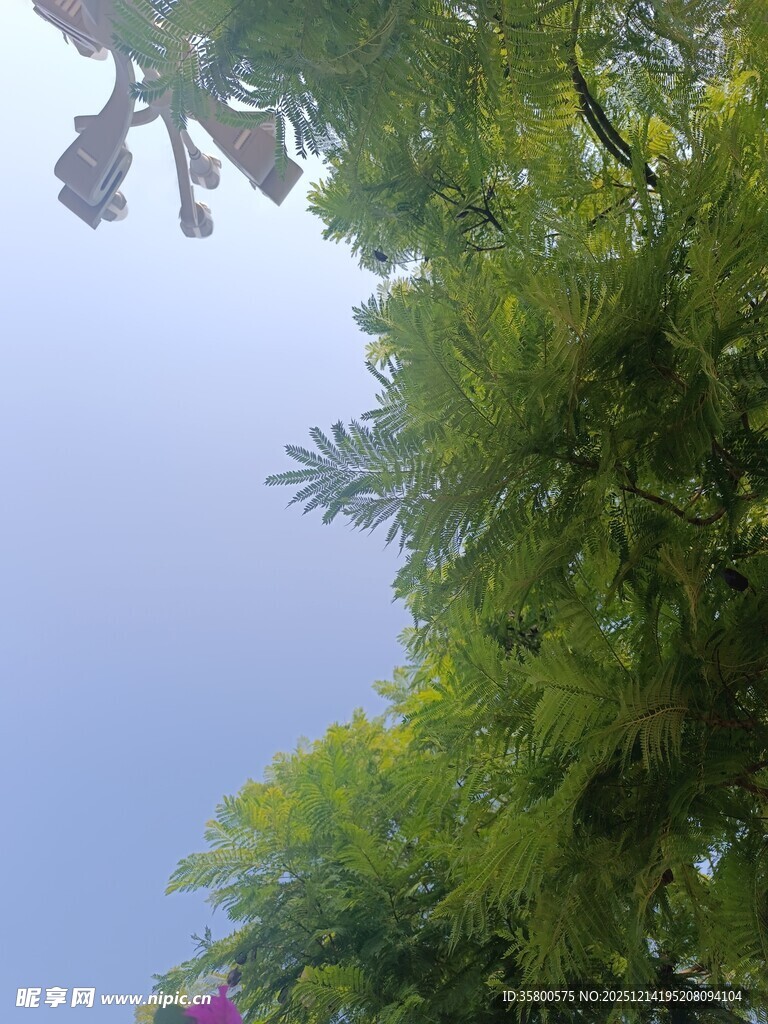 仰视葱郁绿植与蓝天